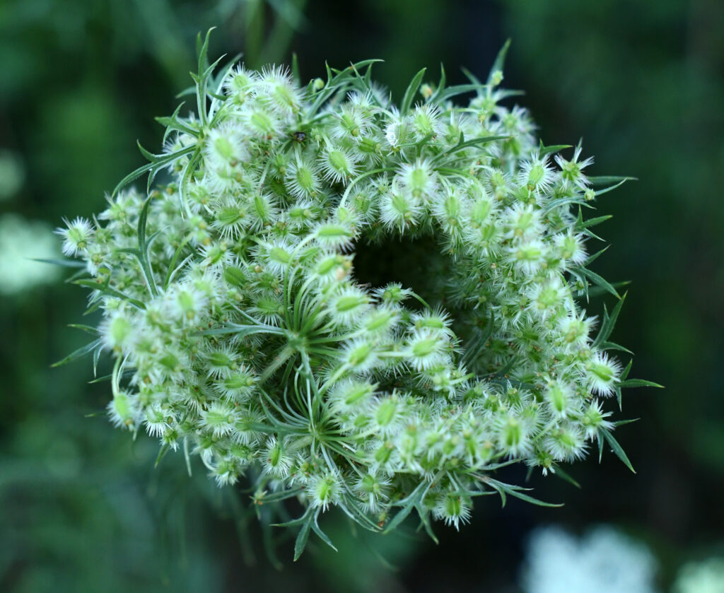 Queen Anne's lace, Prospect Park