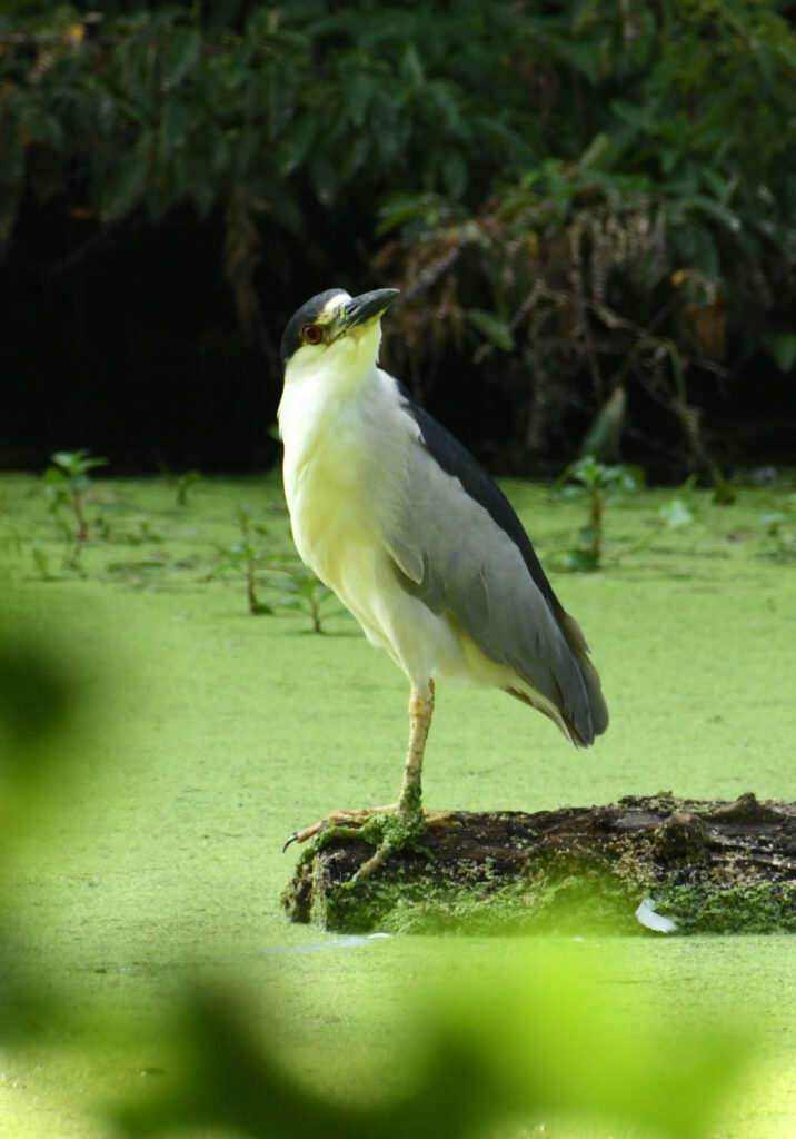 Black-crowned night heron, Prospect Park Black-crowned night heron, Prospect Park