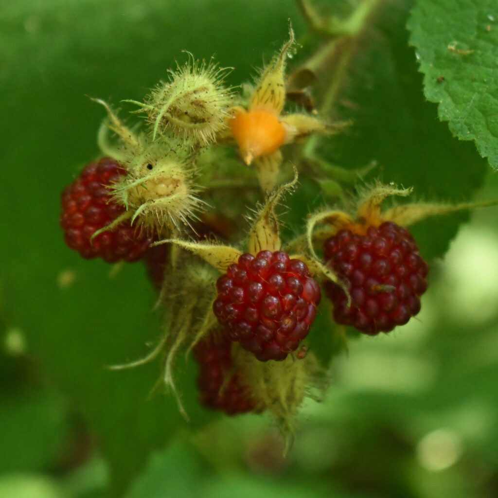 Wild raspberry, Prospect Park