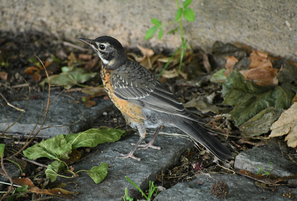 Robin, Prospect Park
