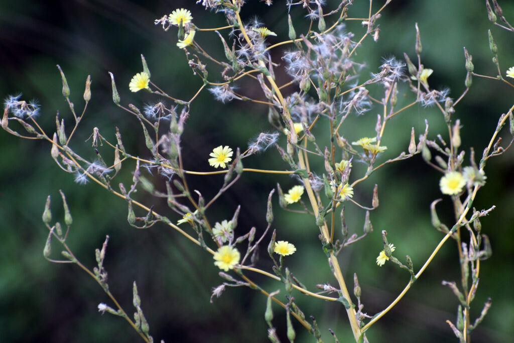 Rush skeletonweed, Prospect Park