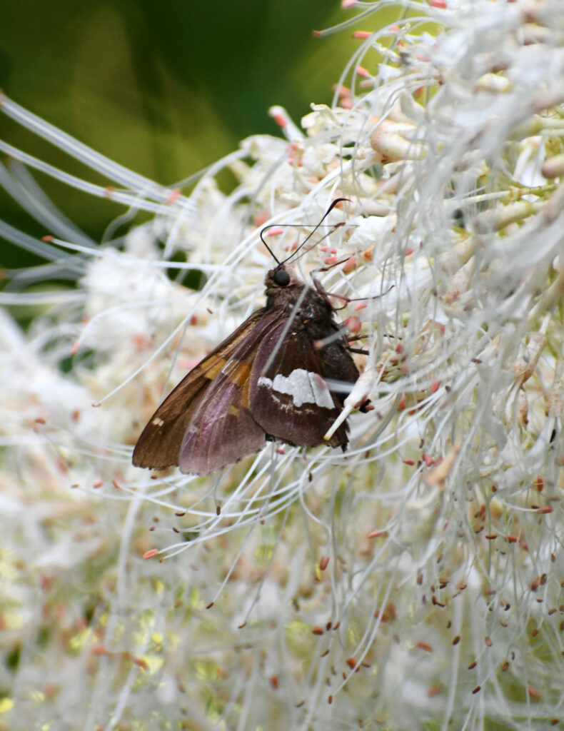 Silver-spotted skipper in bottlebrush buckeye flowers, Prospect Park