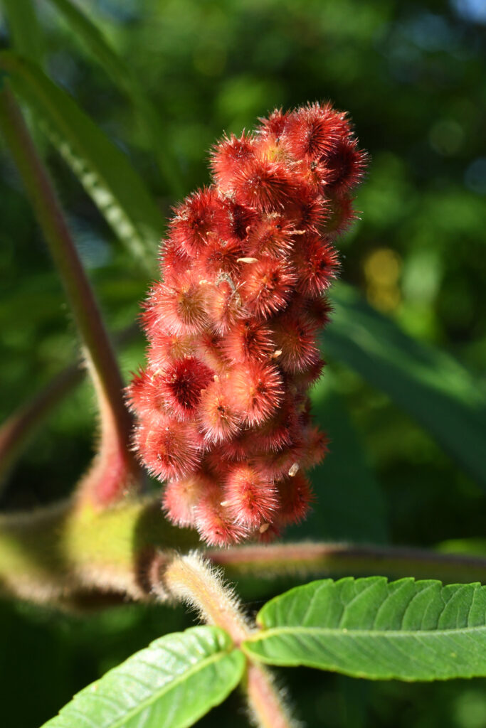 Sumac, Prospect Park