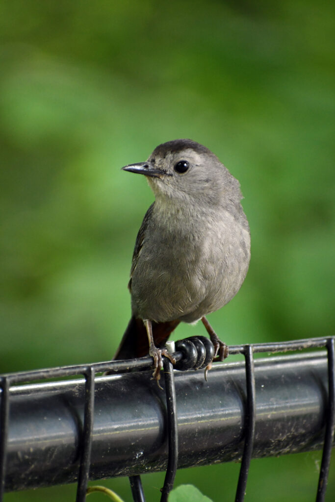 Gray catbird, Prospect Park