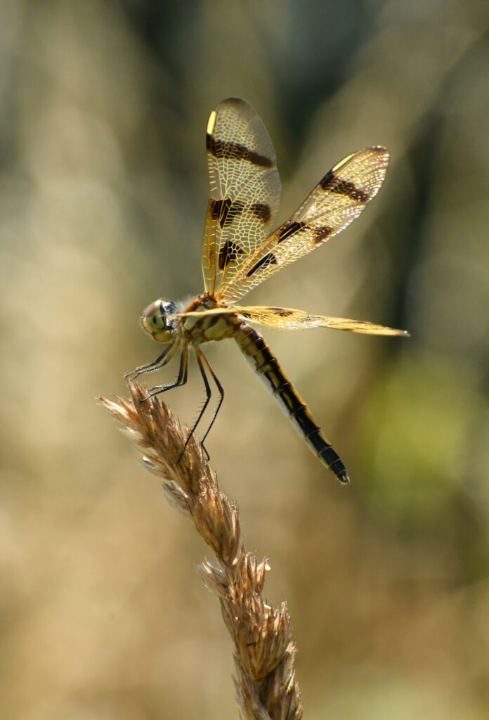 Twelve-spotted skimmer, Rockefeller State Park Preserve