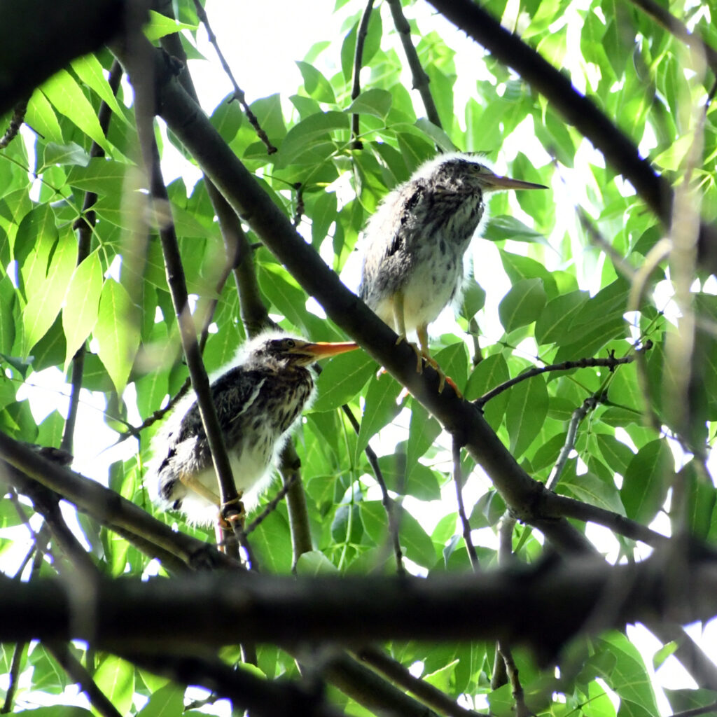 Green heron fledglings, Prospect Park