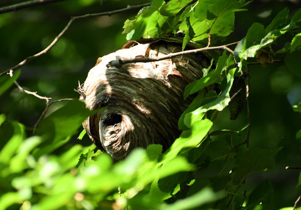 Wasps' nest, Prospect Park Wasps' nest, Prospect Park