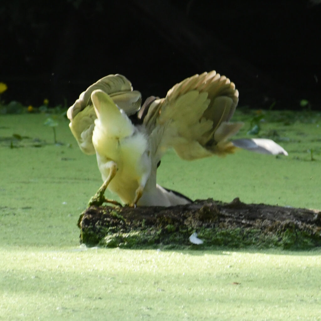 Black-crowned night heron, Prospect Park Black-crowned night heron, Prospect Park