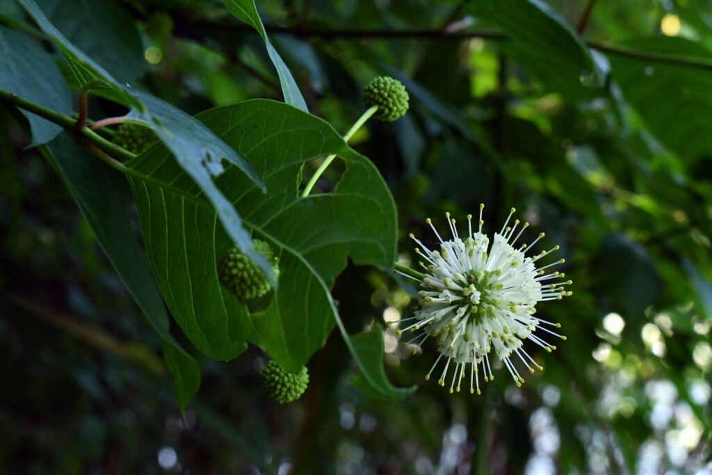 Common buttonbush, Prospect Park