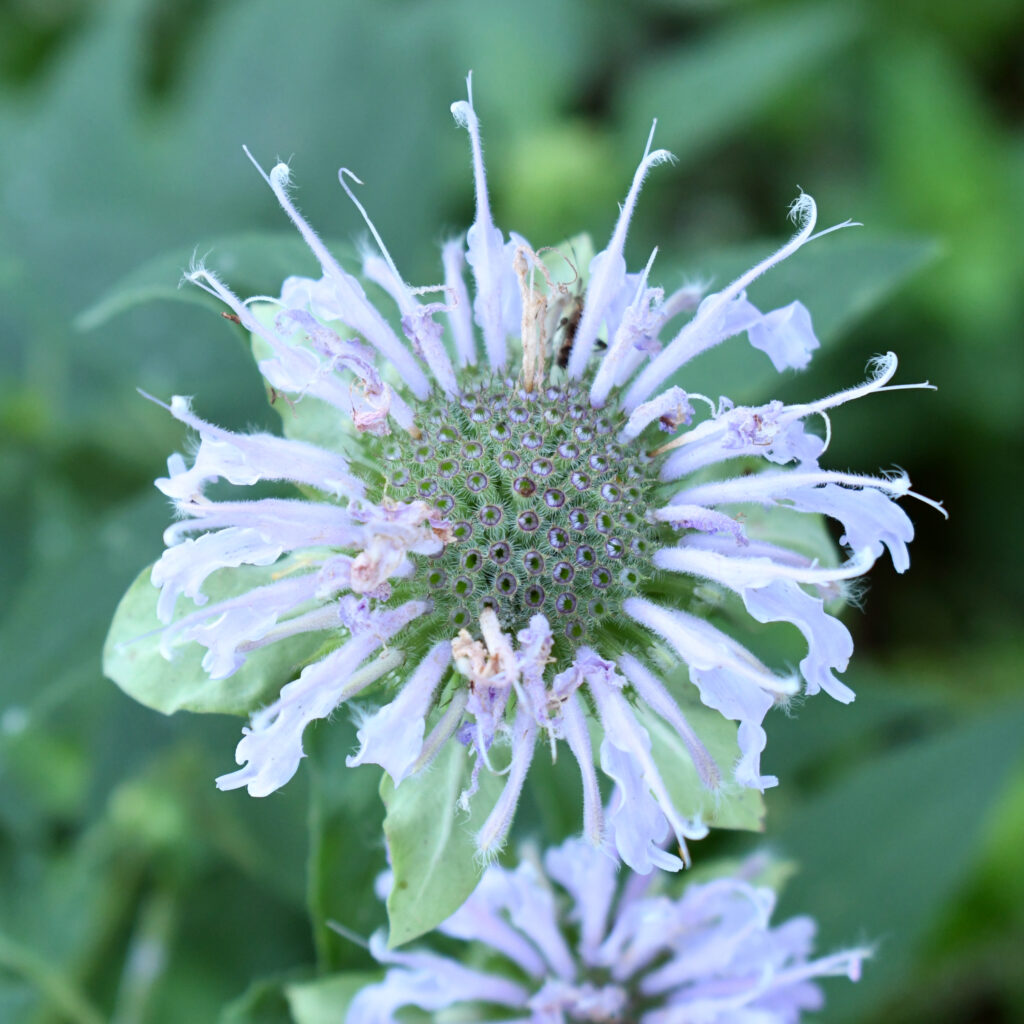 Wild bergamot, Prospect Park