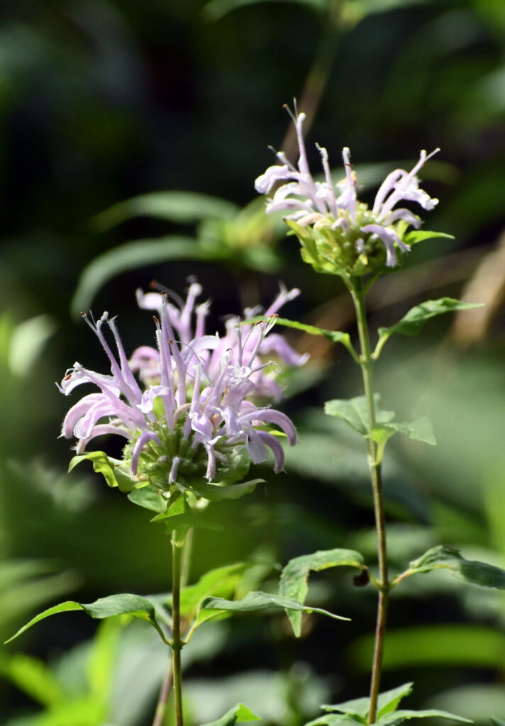 Wild bergamot, Prospect Park