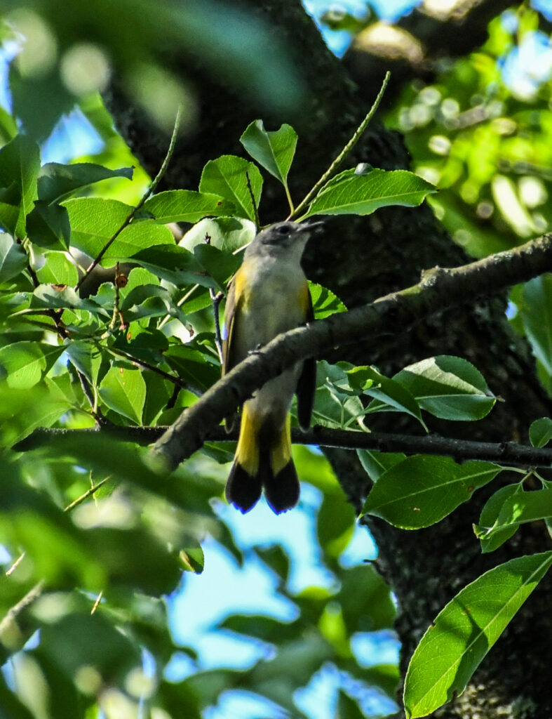 American redstart (first summer male), Prospect Park