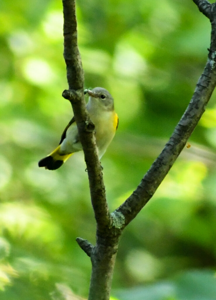 American redstart, Prospect Park