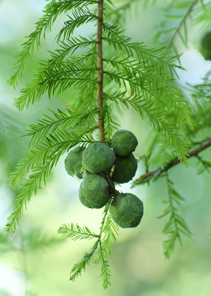 Baldcypress, Prospect Park
