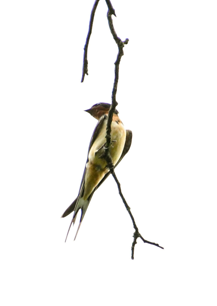 Barn swallow, Prospect Park