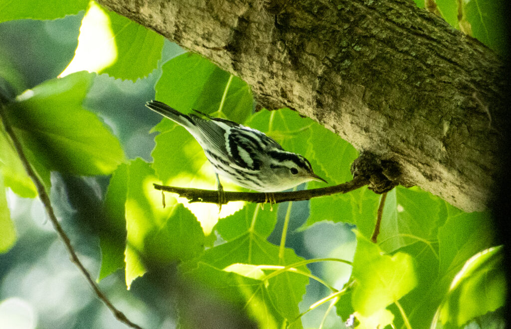 Black-and-white warbler, Prospect Park