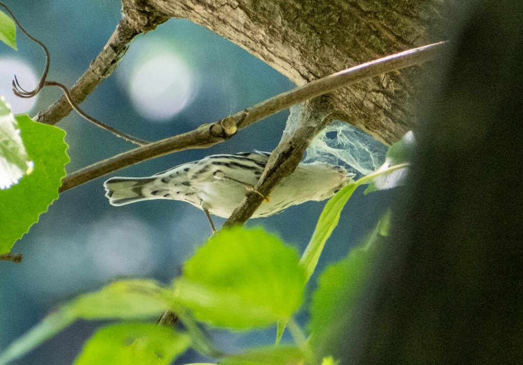 Black-and-white warbler, Prospect Park