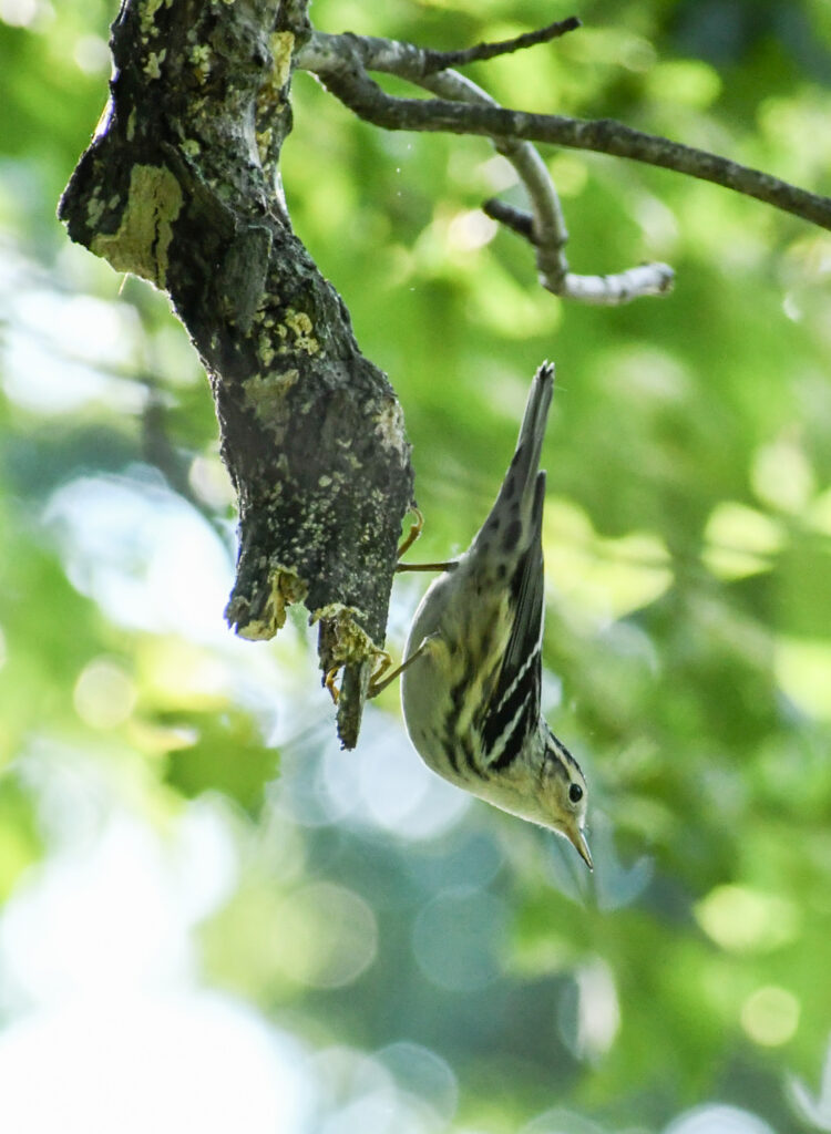 Black-and-white warbler, Prospect Park