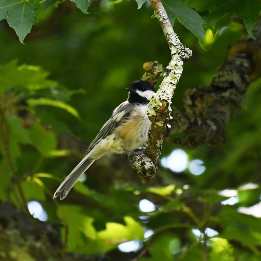 Black-capped chickadee, Roxbury, NY