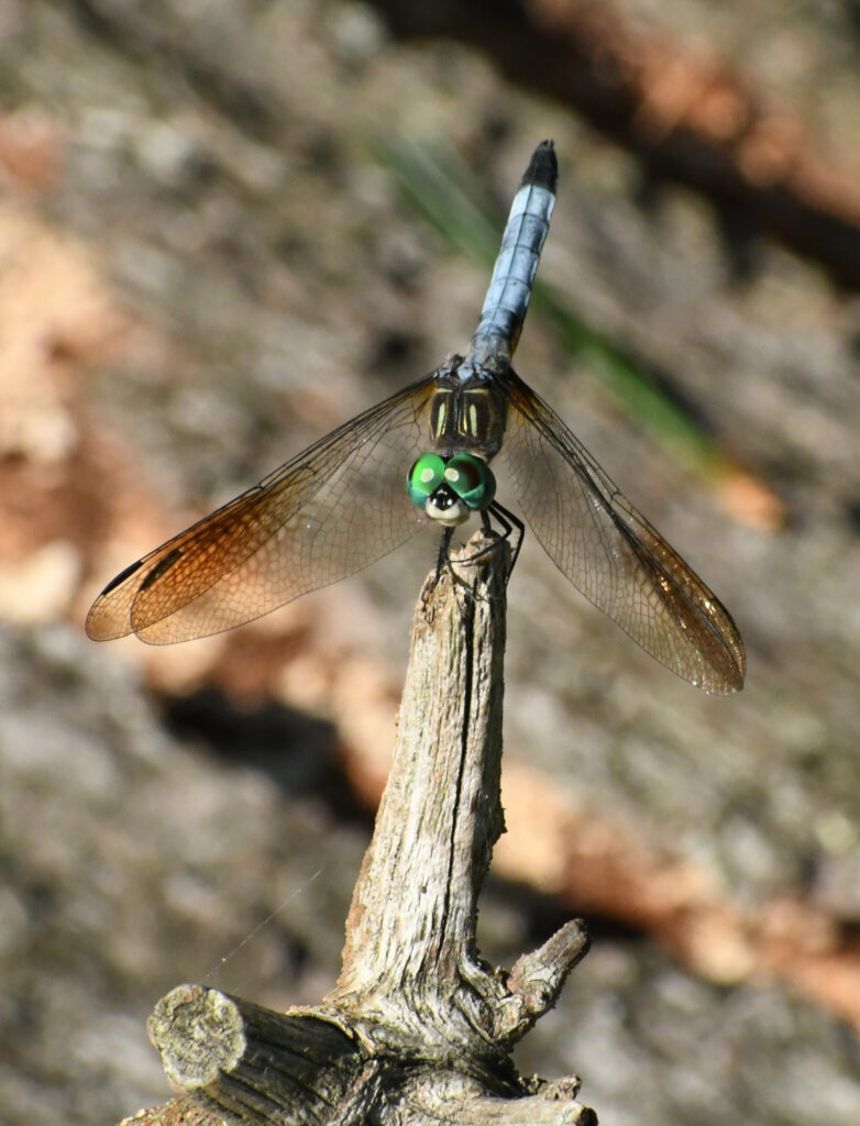 Blue dasher, Prospect Park