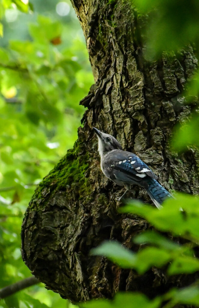 Blue  jay, Prospect Park