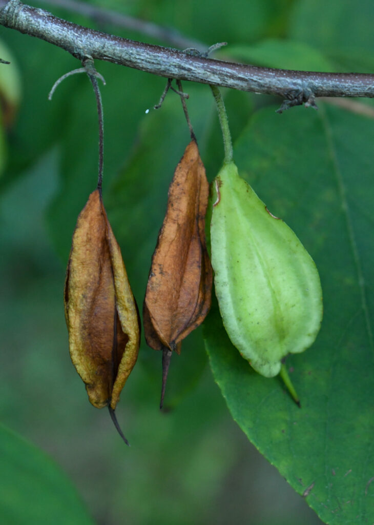 Carolina silverbell fruit, Prospect Park