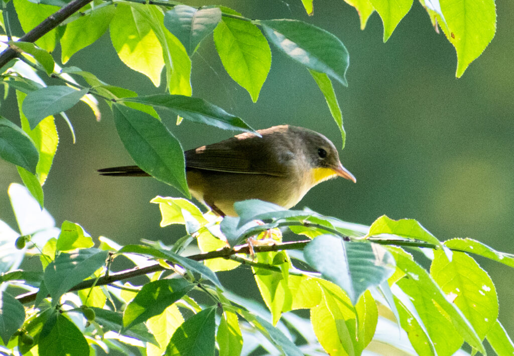 Common yellowthroat (female), Prospect Park