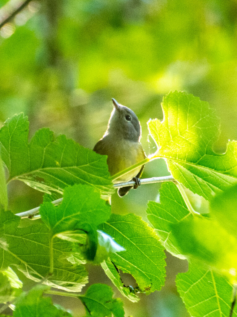 Common yellowthroat (female), Prospect Park