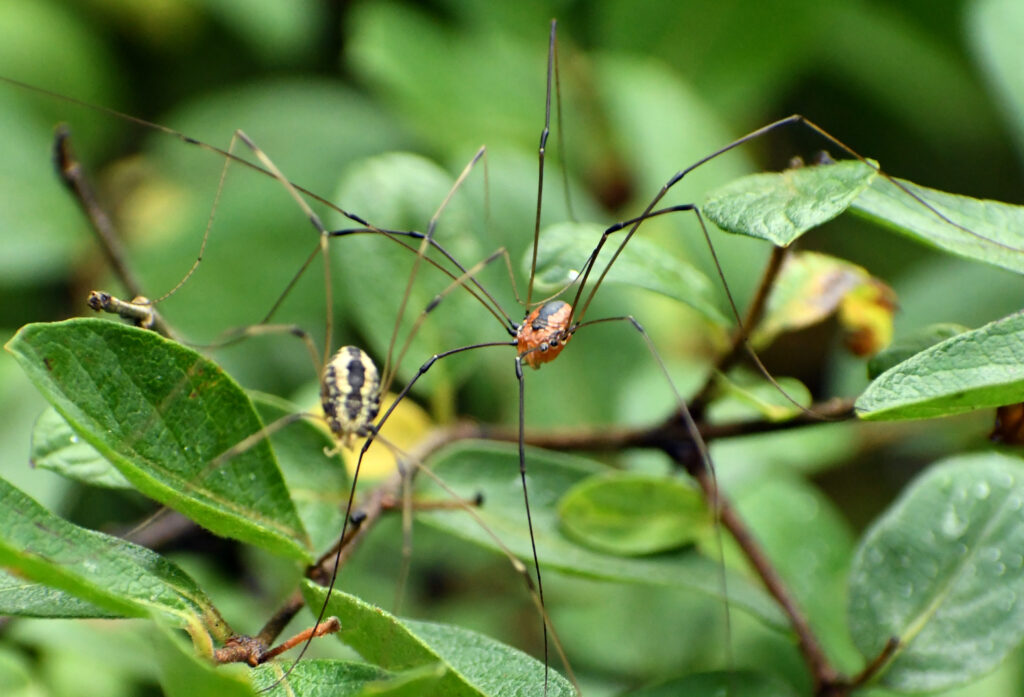 Two daddies longlegs, Roxbury, NY