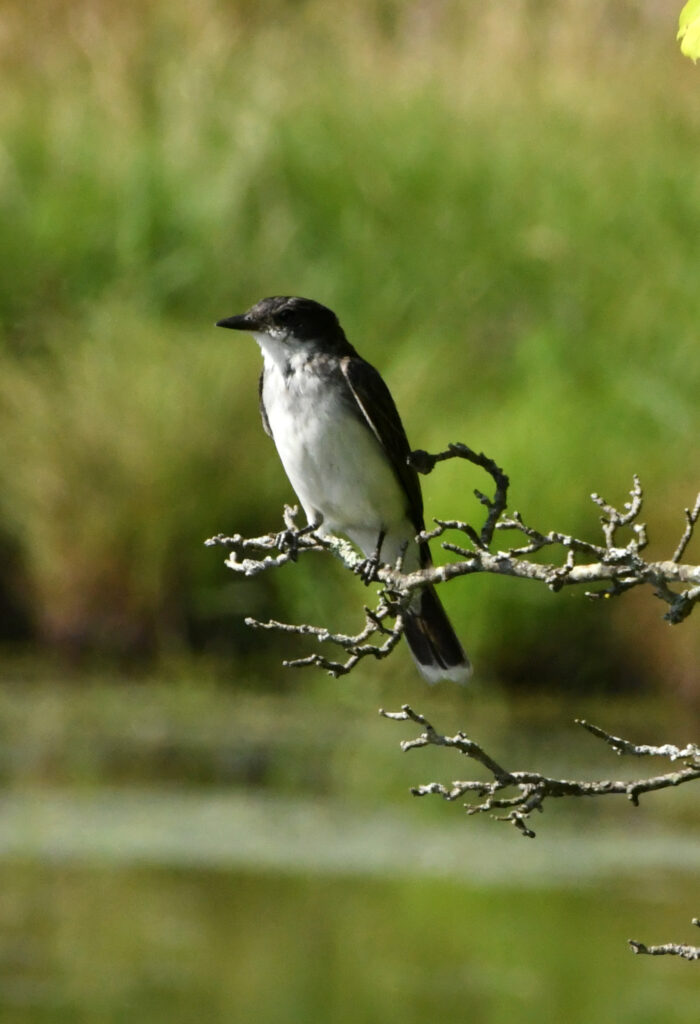 Eastern kingbird, Halcottsville, NY