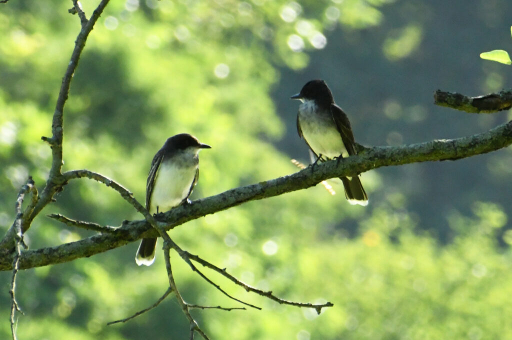 Eastern kingbird pair, Prospect Park