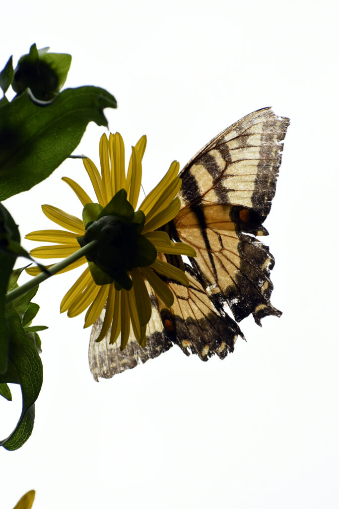 Eastern tiger swallowtail, Prospect Park