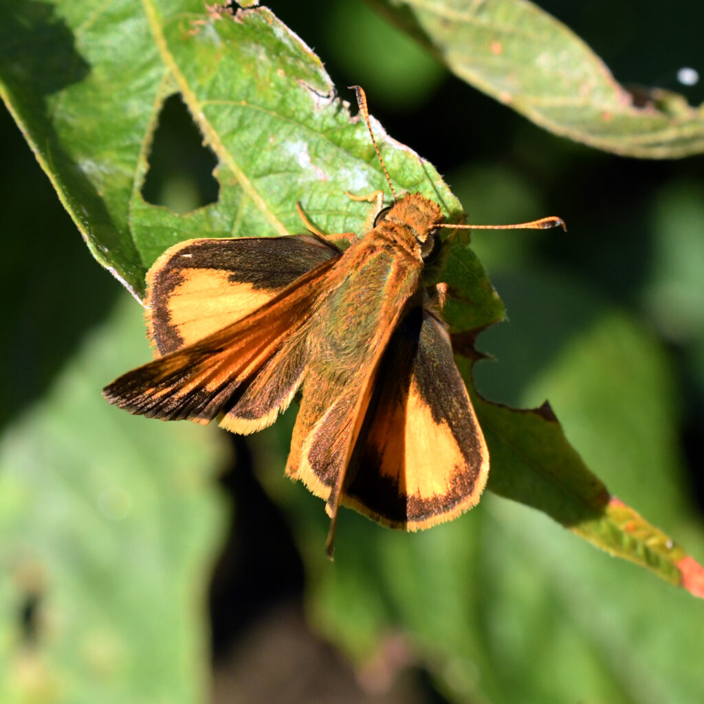Fiery skipper (male), Prospect Park Fiery skipper (male), Prospect Park