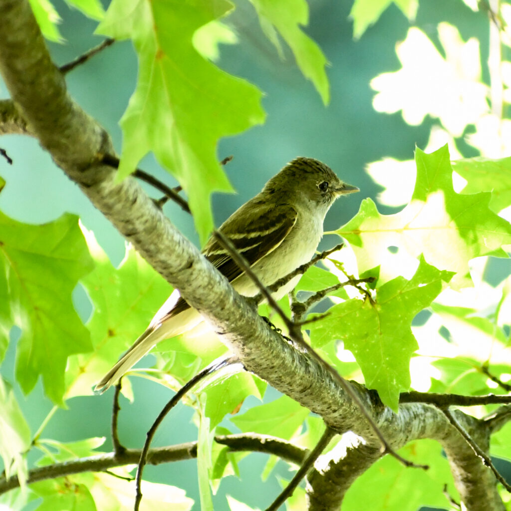 Flycatcher (maybe alder flycatcher?), Prospect Park