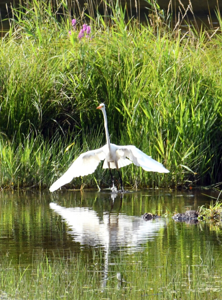 Great egret, Halcottsville, NY