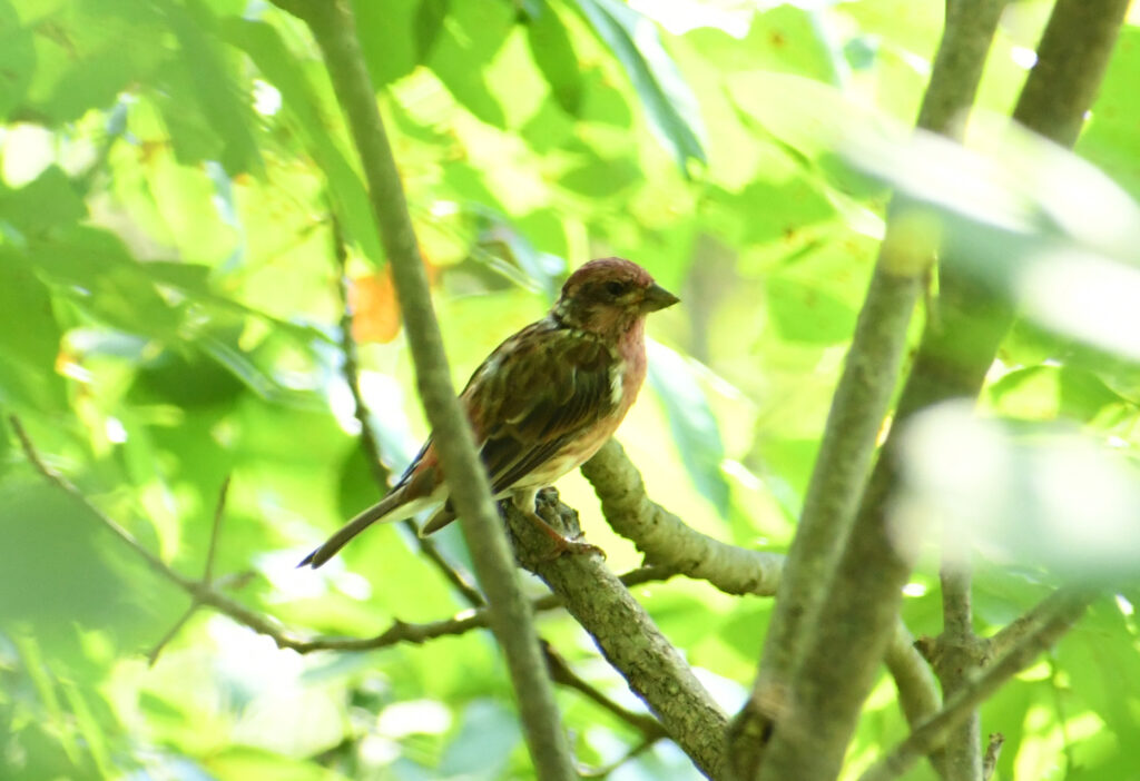 House finch, Halcottsville, NY