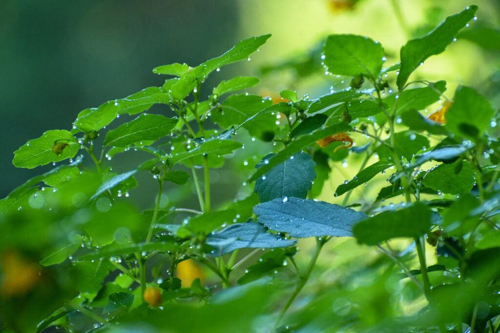 Jewelweed, Prospect Park