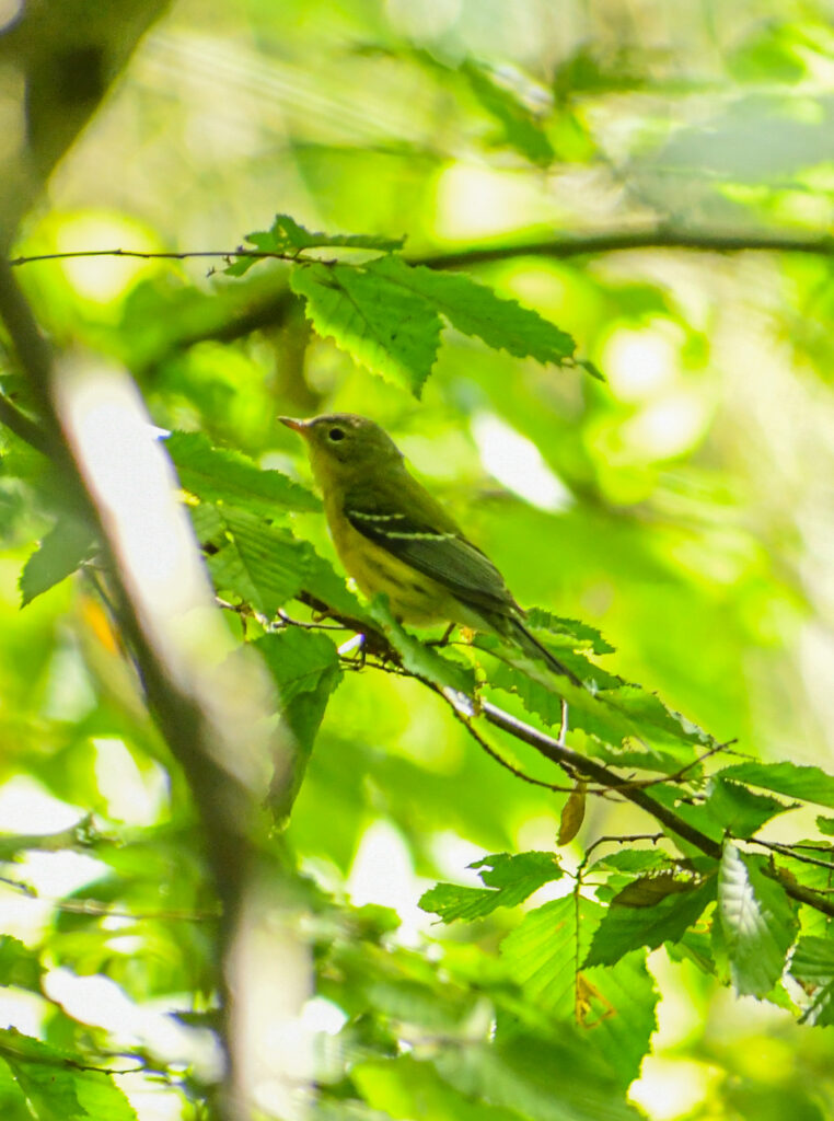 Magnolia warbler, Prospect Park