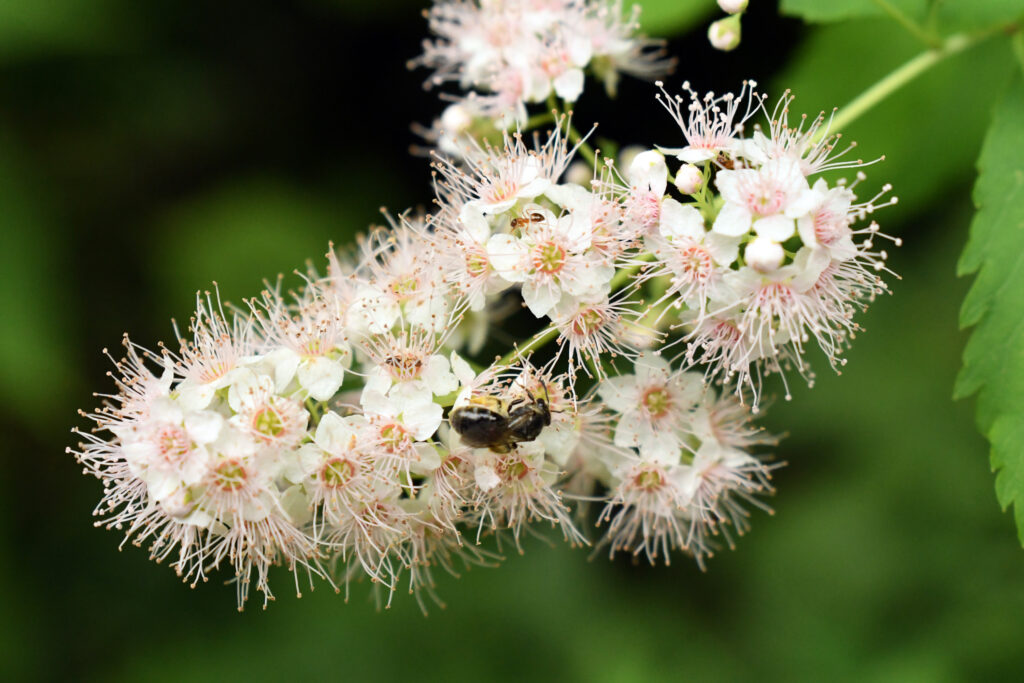 Meadowsweet, Prospect Park