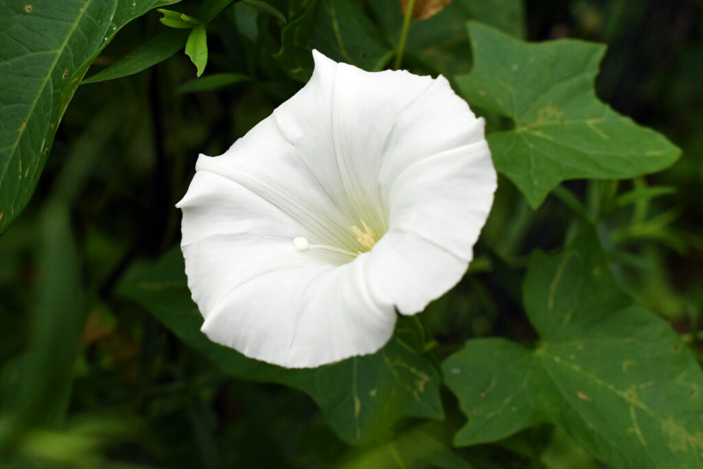 Morning glory, Prospect Park