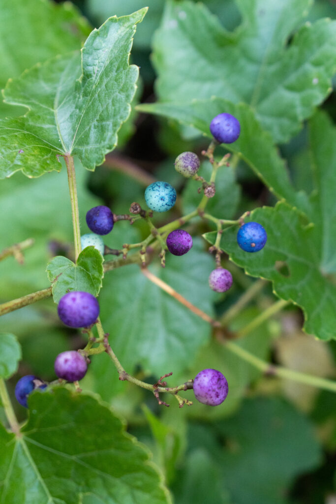 Porcelain berries, Prospect Park