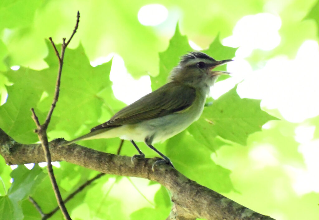 Red-eyed vireo, Roxbury, NY