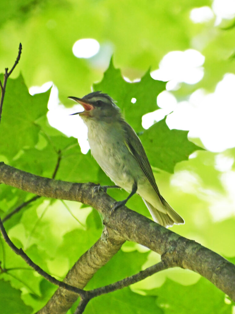 Red-eyed vireo, Roxbury, NY