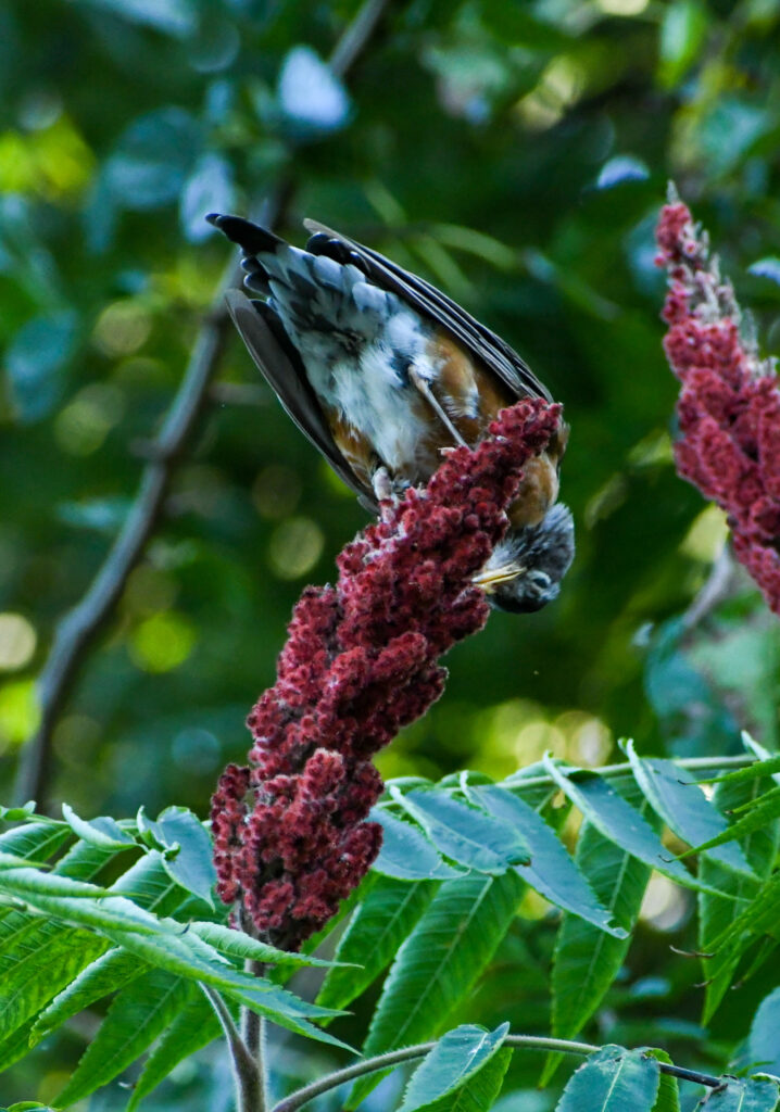Robin on sumac, Prospect Park