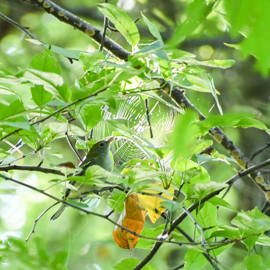 Ruby-crowned kinglet, Prospect Park