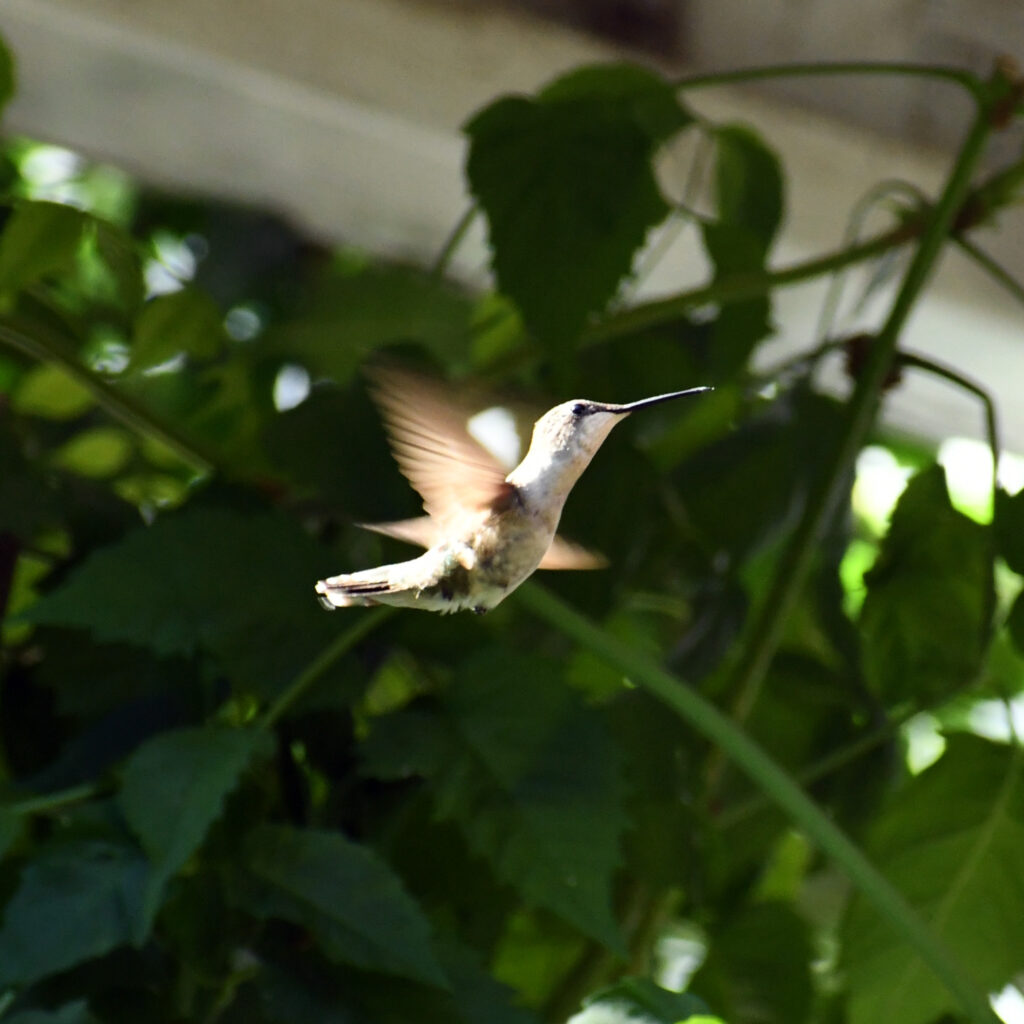Ruby-throated hummingbird, Roxbury, NY