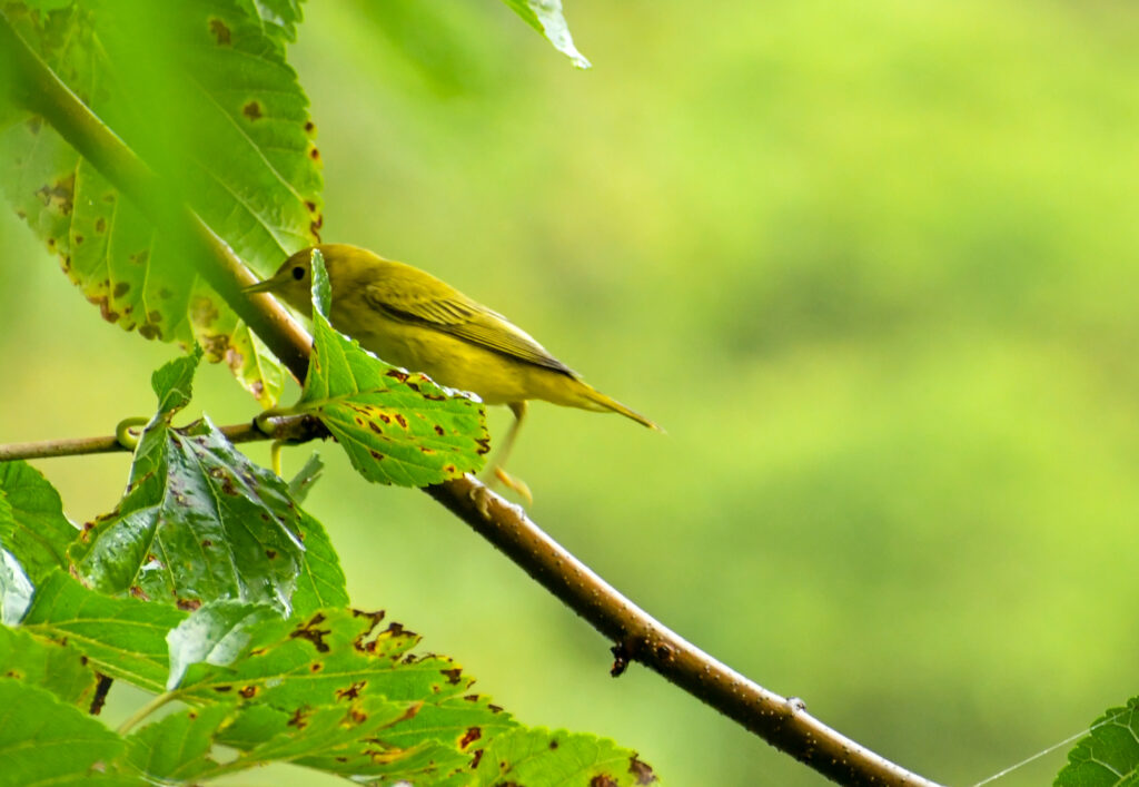 Yellow warbler, Prospect Park