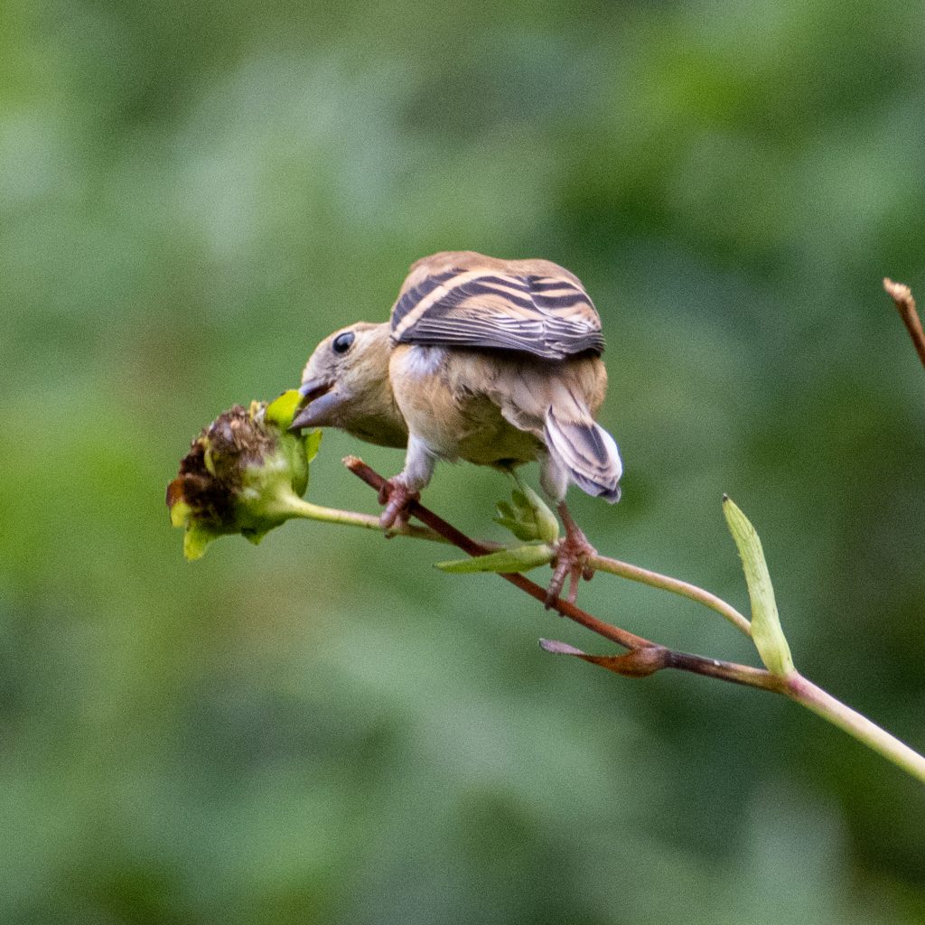 American goldfinch (nonbreeding adult female), Prospect Park