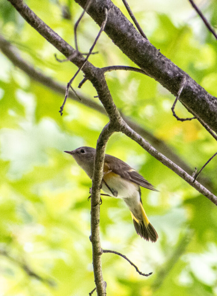 American redstart, Prospect Park
