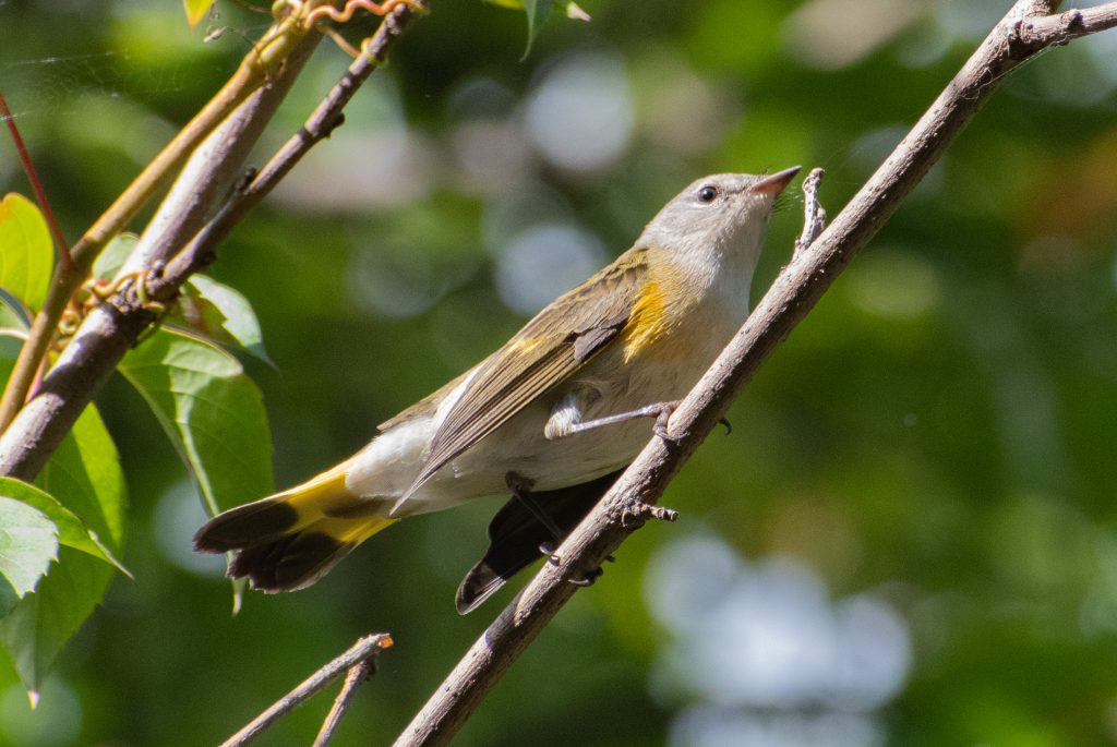 American redstart, Prospect Park